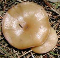 clitocybe decevant