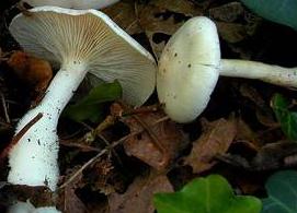 clitocybe des feuilles