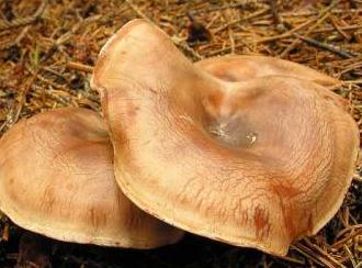 clitocybe des marti clitocybe des marti