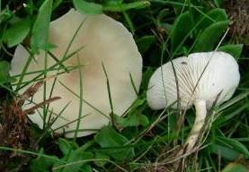 clitocybe des pelouses clitocybe des pelouses
