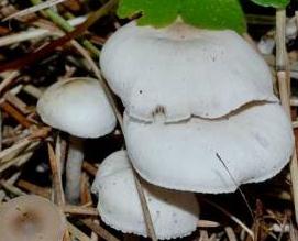 clitocybe dicolore