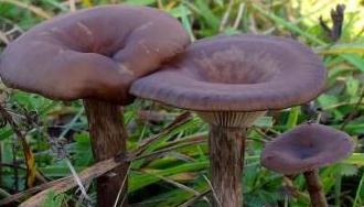 clitocybe en coupe clitocybe en coupe