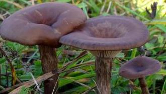 clitocybe en coupe