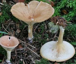 clitocybe en entonnoir clitocybe en entonnoir