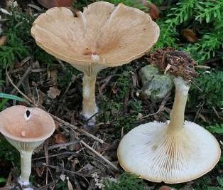 clitocybe en entonnoir