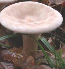 clitocybe geotrope