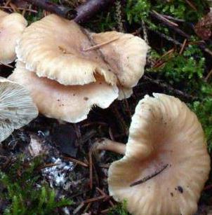 clitocybe hivernal clitocybe hivernal