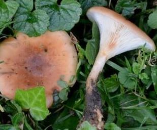 clitocybe inverse des feuillus