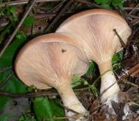 clitocybe inverse clitocybe inverse
