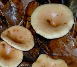 clitocybe jaunatre clitocybe jaunatre