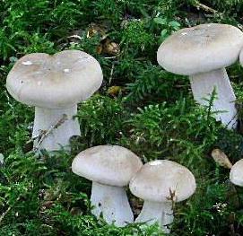 clitocybe nebuleux clitocybe nebuleux