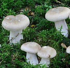 clitocybe nebuleux