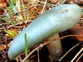 clitocybe odorant clitocybe odorant