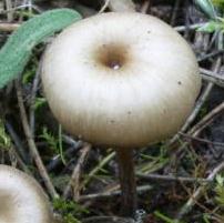 clitocybe ombilique