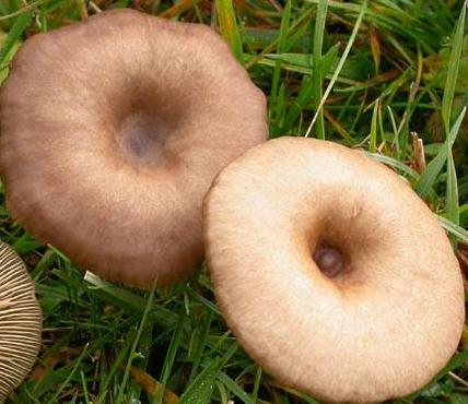 clitocybe palissant