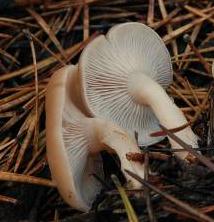 clitocybe rose