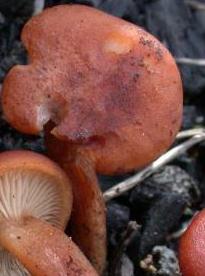 clitocybe rouge de sinope