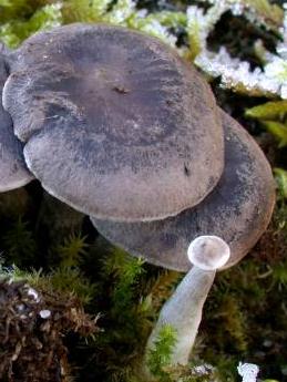 clitocybe umbone