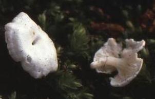 clitopile fausse omphale clitopile fausse omphale