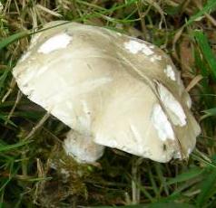 clitopile petite prune clitopile petite prune