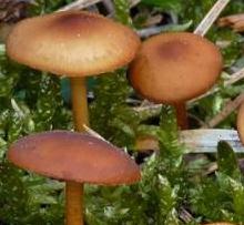 collybie des cones de pin collybie des cones de pin