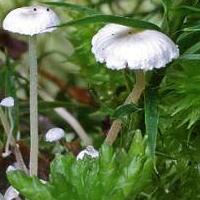 collybie filiforme collybie filiforme