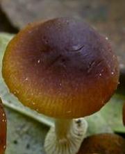 conocybe a anneau plisse conocybe a anneau plisse