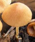 conocybe a bulbe margine