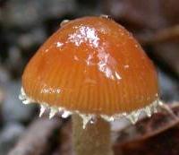 conocybe a marge decoree