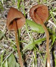 conocybe a pied rougeatre