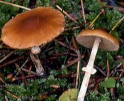 conocybe annele