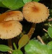 conocybe brun