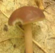 conocybe brunatre