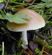 conocybe bulbeux conocybe bulbeux