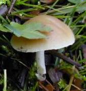 conocybe bulbeux