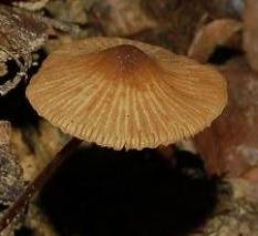 conocybe delicat