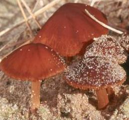 conocybe des dunes conocybe des dunes