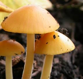 conocybe dore