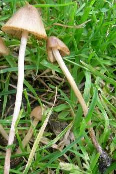 conocybe fimicole