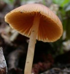 conocybe ocrace conocybe ocrace