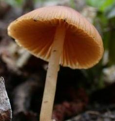 conocybe ocrace