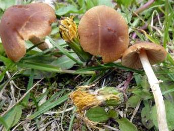 conocybe printanier conocybe printanier