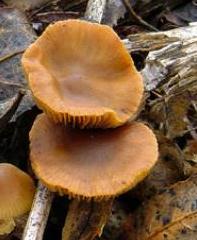 conocybe ride conocybe ride