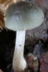 conocybe vert-de-gris conocybe vert-de-gris