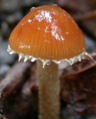 conocybe voile