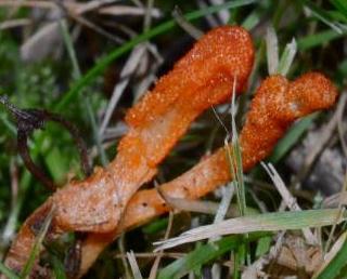 cordyceps militaire