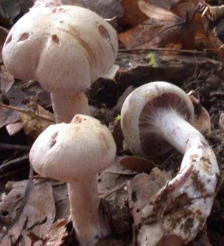 cortinaire blanc-violet cortinaire blanc-violet