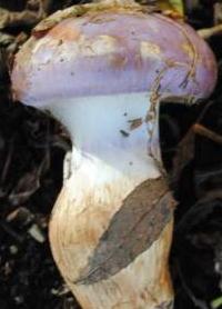 cortinaire brun violet cortinaire brun violet