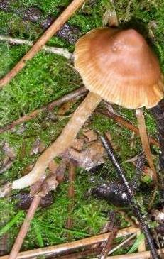 cortinaire fascicule cortinaire fascicule