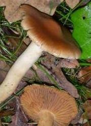 cortinaire obtus cortinaire obtus